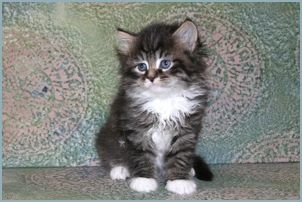 Male Siberian Kitten from Deedlebug Siberian